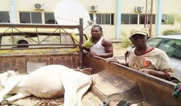 Hilarious! Farmer Arrests Cow On His Farm, Drags It To The Police Station… It’s Locked Up In The Cell!
